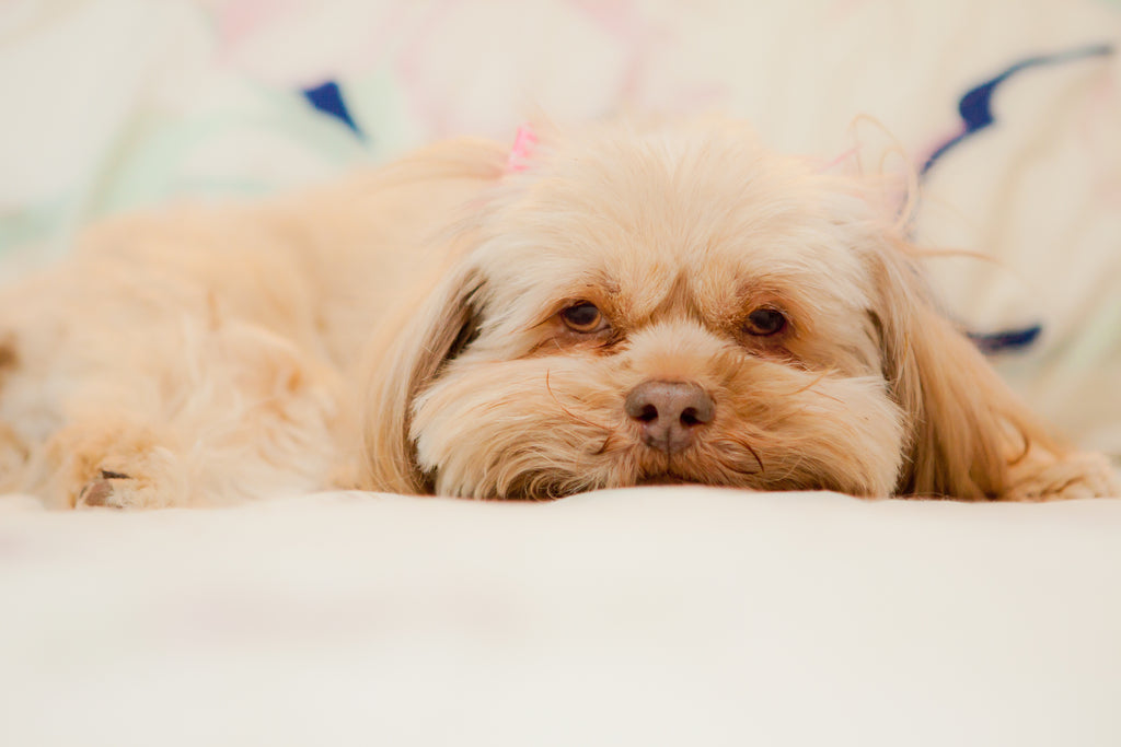 Kefir for dogs 2025 with kidney disease