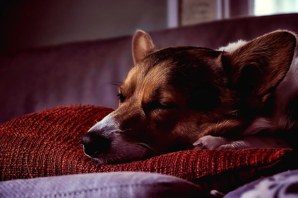 Should Pet Owners Sleep With Their Dogs?